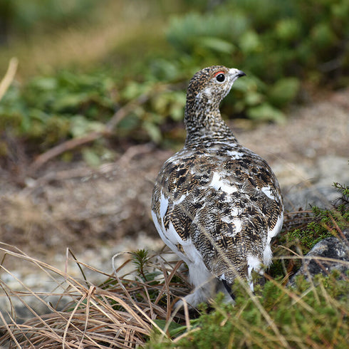 CHAORAS Sports Tenugui /  Grouse and spotted nutcracker (sepia)